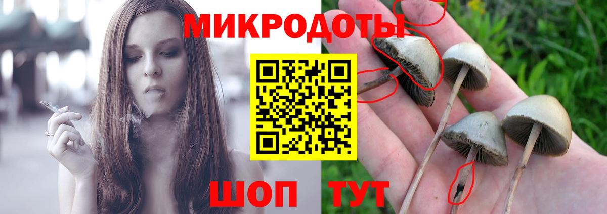 Кингисепп  Псилоцибиновые грибы Psilocybine cubensis  Вход с VPN 